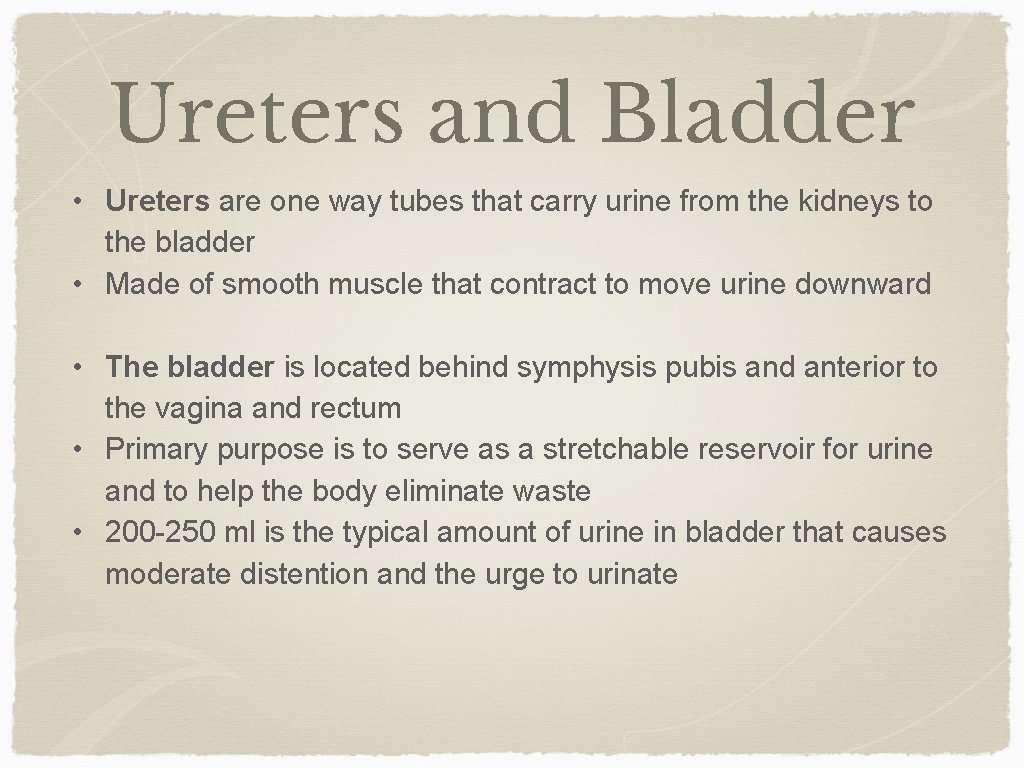 Ureters and Bladder • Ureters are one way tubes that carry urine from the
