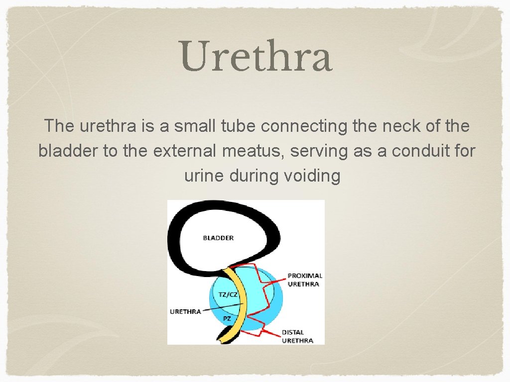 Urethra The urethra is a small tube connecting the neck of the bladder to