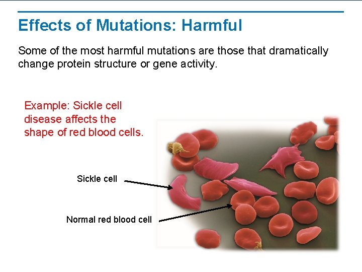 Effects of Mutations: Harmful Some of the most harmful mutations are those that dramatically