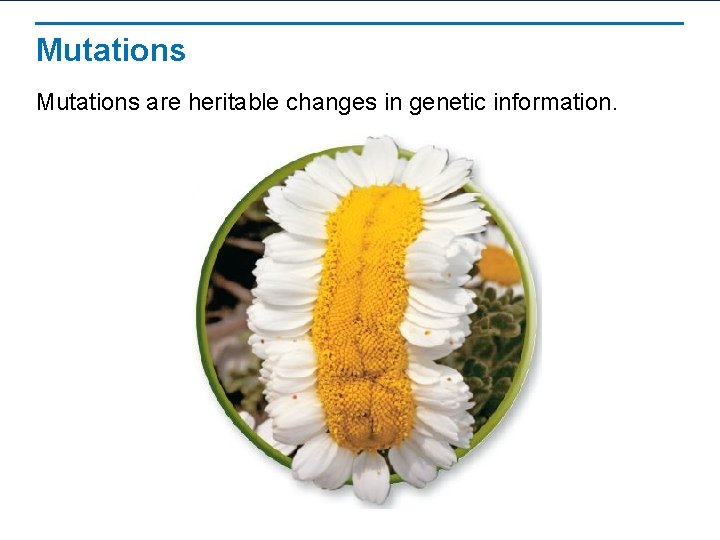 Mutations are heritable changes in genetic information. 