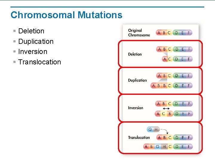 Chromosomal Mutations § Deletion § Duplication § Inversion § Translocation 
