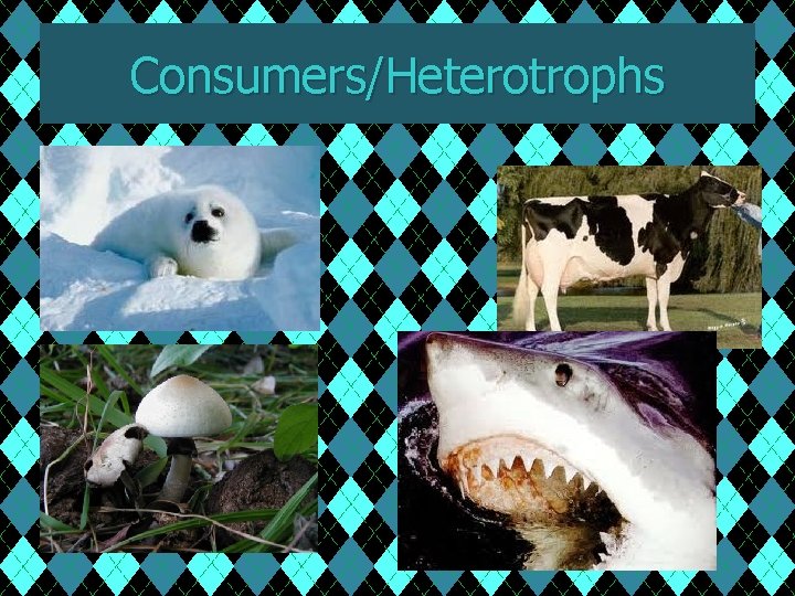 Consumers/Heterotrophs 