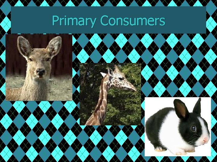 Primary Consumers 