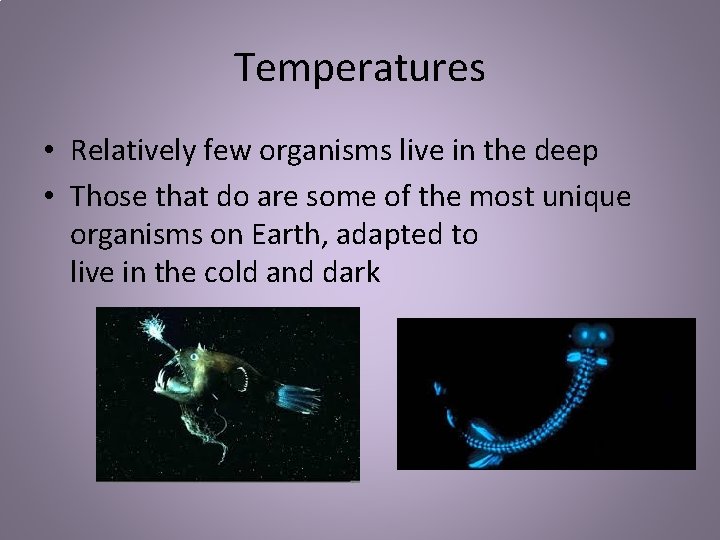 Temperatures • Relatively few organisms live in the deep • Those that do are