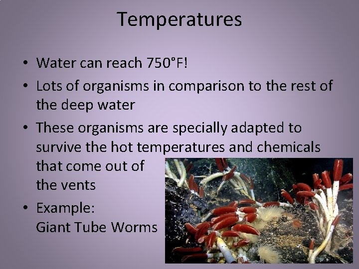 Temperatures • Water can reach 750°F! • Lots of organisms in comparison to the