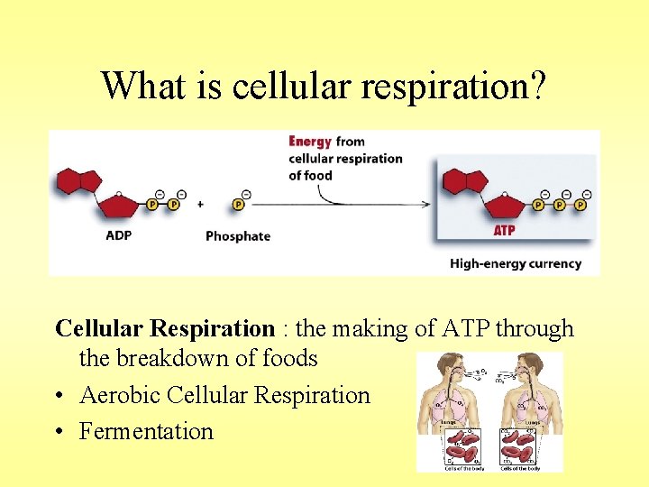 What is cellular respiration? Cellular Respiration : the making of ATP through the breakdown