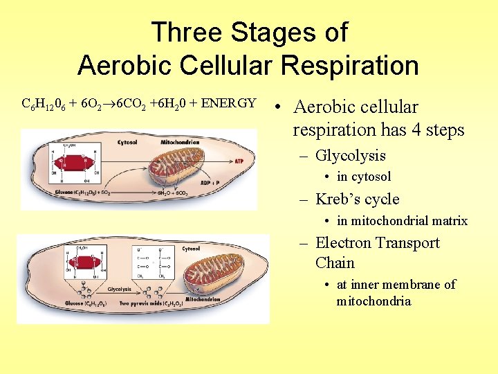 Three Stages of Aerobic Cellular Respiration C 6 H 1206 + 6 O 2