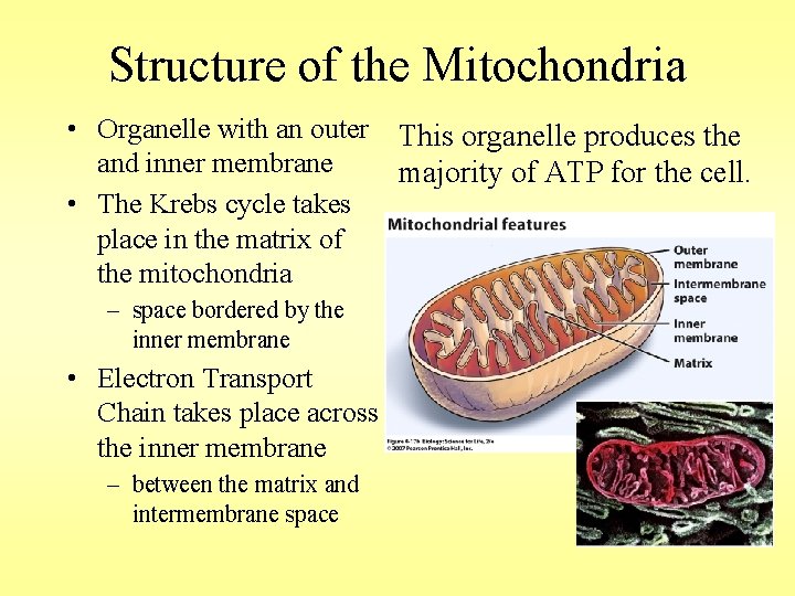 Structure of the Mitochondria • Organelle with an outer and inner membrane • The