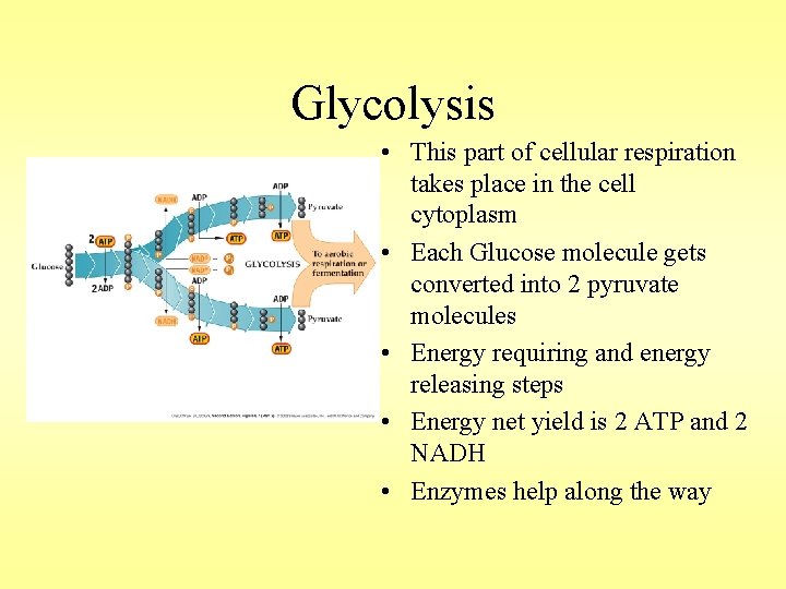 Glycolysis • This part of cellular respiration takes place in the cell cytoplasm •