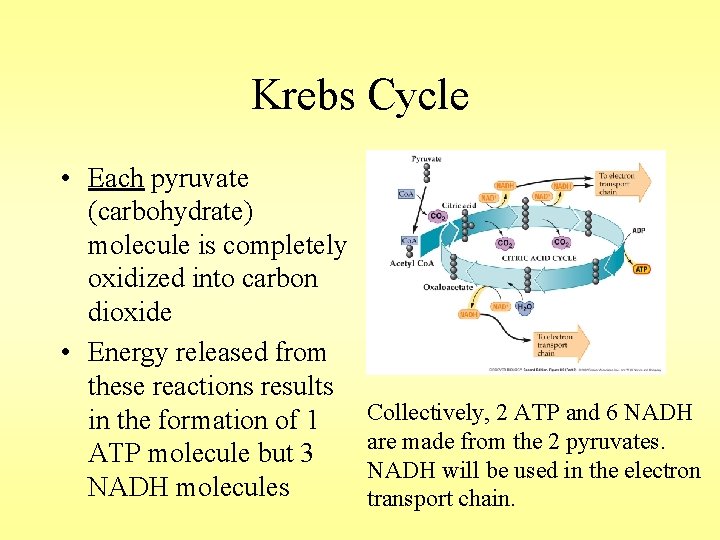 Krebs Cycle • Each pyruvate (carbohydrate) molecule is completely oxidized into carbon dioxide •