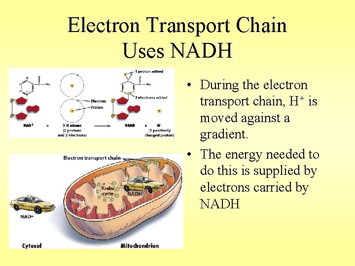 Electron Transport Chain Uses NADH • During the electron transport chain, H+ is moved
