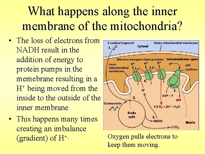 What happens along the inner membrane of the mitochondria? • The loss of electrons