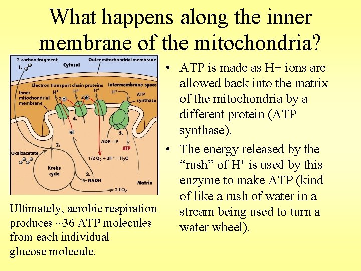 What happens along the inner membrane of the mitochondria? • ATP is made as