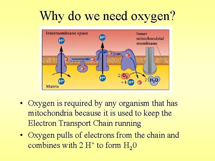 Why do we need oxygen? • Oxygen is required by any organism that has