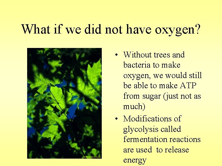 What if we did not have oxygen? • Without trees and bacteria to make