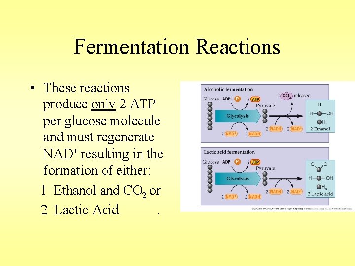 Fermentation Reactions • These reactions produce only 2 ATP per glucose molecule and must