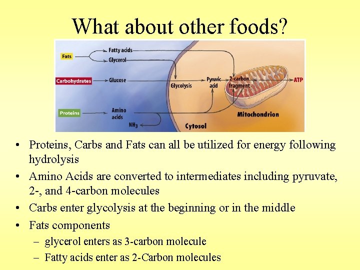 What about other foods? • Proteins, Carbs and Fats can all be utilized for
