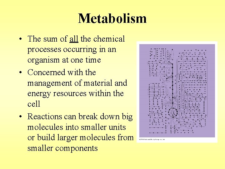 Metabolism • The sum of all the chemical processes occurring in an organism at