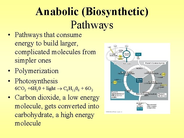 Anabolic (Biosynthetic) Pathways • Pathways that consume energy to build larger, complicated molecules from