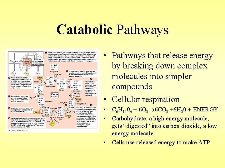 Catabolic Pathways • Pathways that release energy by breaking down complex molecules into simpler