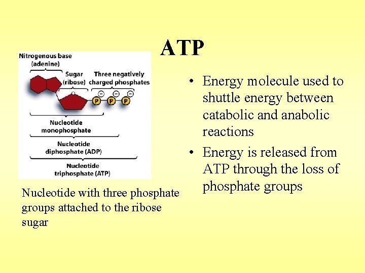 ATP • Energy molecule used to shuttle energy between catabolic and anabolic reactions •