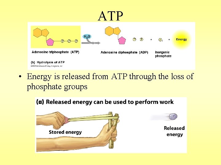 ATP • Energy is released from ATP through the loss of phosphate groups 