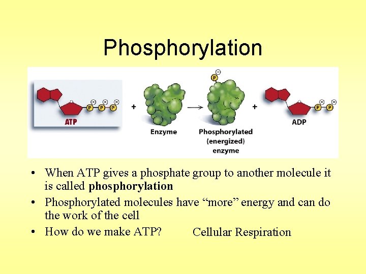 Phosphorylation • When ATP gives a phosphate group to another molecule it is called