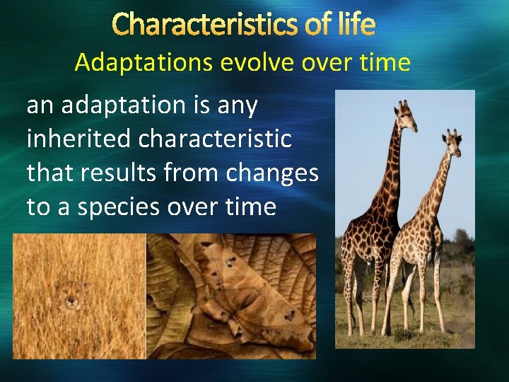 Characteristics of life Adaptations evolve over time an adaptation is any inherited characteristic that