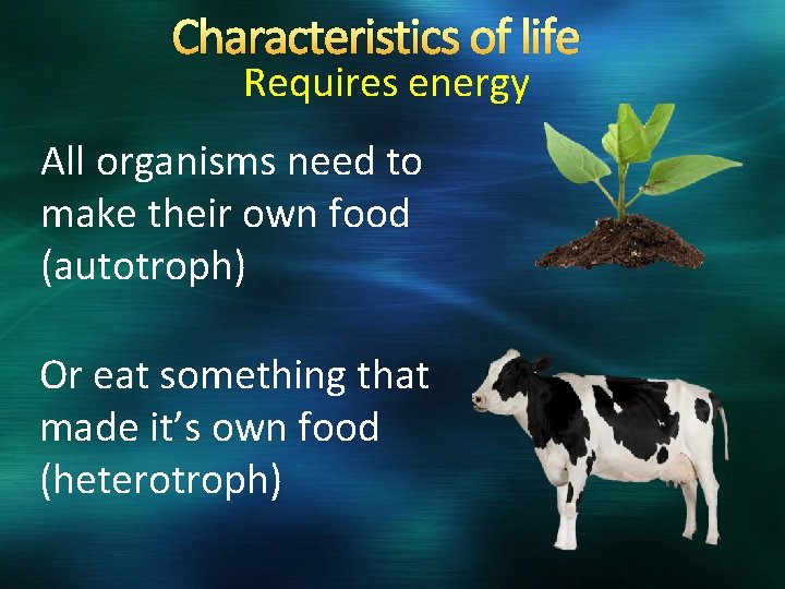 Characteristics of life Requires energy All organisms need to make their own food (autotroph)