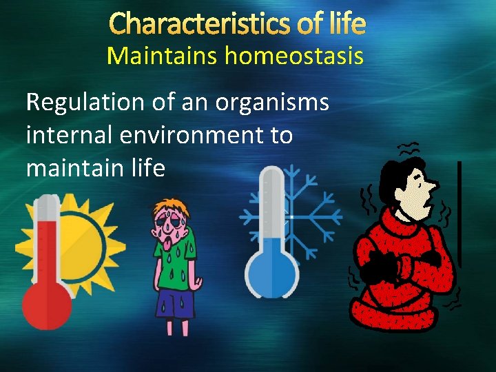 Characteristics of life Maintains homeostasis Regulation of an organisms internal environment to maintain life
