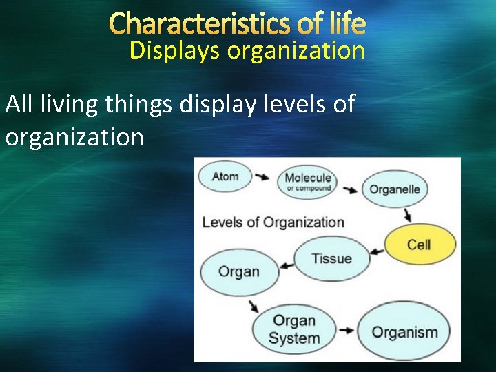 Characteristics of life Displays organization All living things display levels of organization 