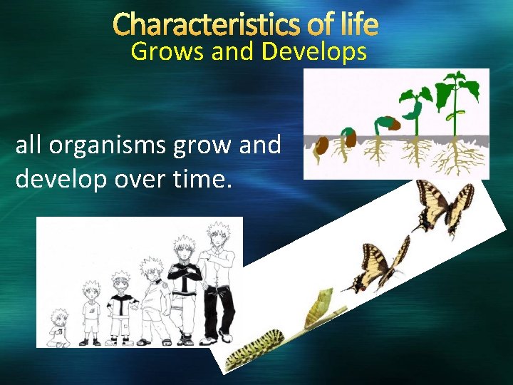 Characteristics of life Grows and Develops all organisms grow and develop over time. 