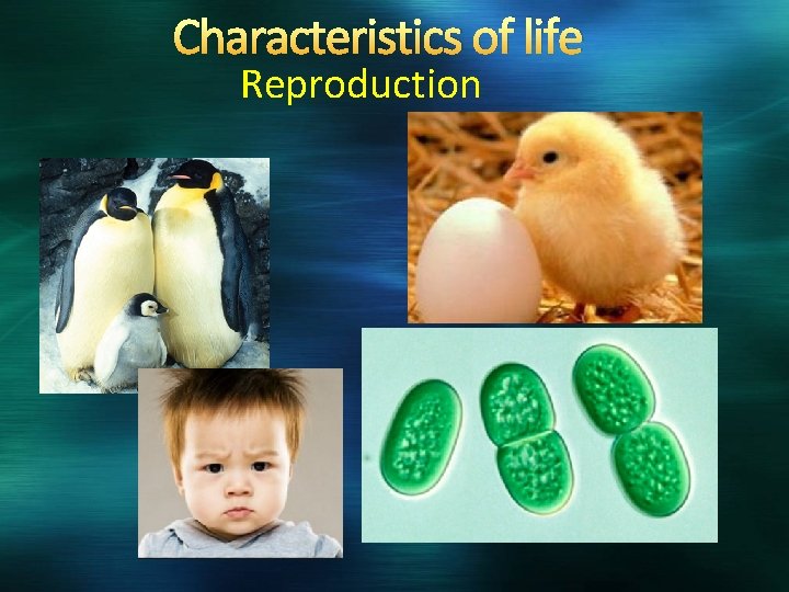 Characteristics of life Reproduction 