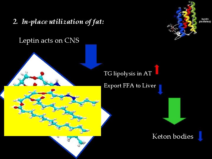 2. In-place utilization of fat: Leptin acts on CNS TG lipolysis in AT Export
