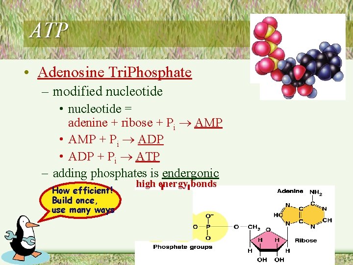 ATP • Adenosine Tri. Phosphate – modified nucleotide • nucleotide = adenine + ribose
