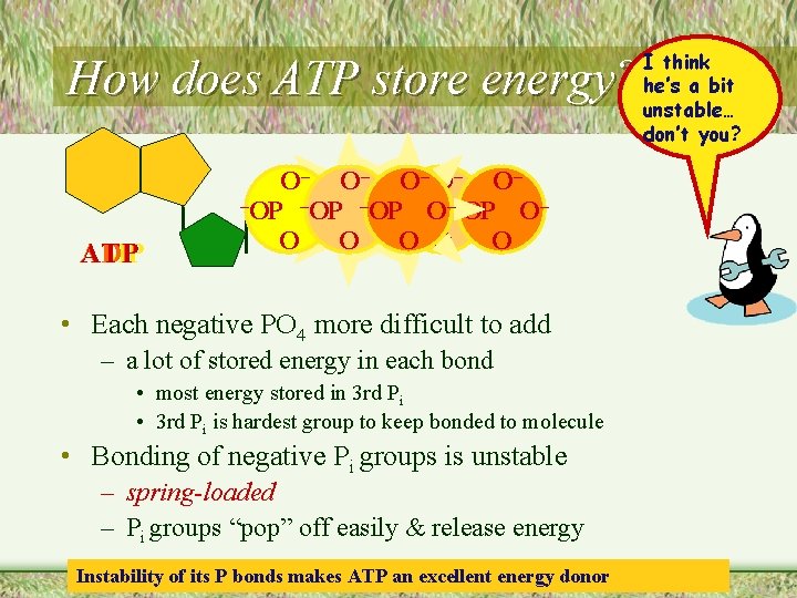 How does ATP store energy? ADP AMP ATP O– O– O– –OP – O––OP