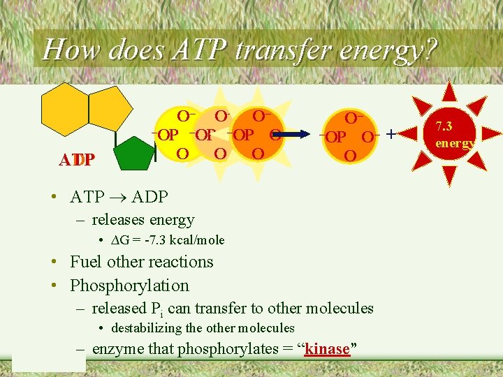 How does ATP transfer energy? ATP ADP O– O– O– –OP – O– O