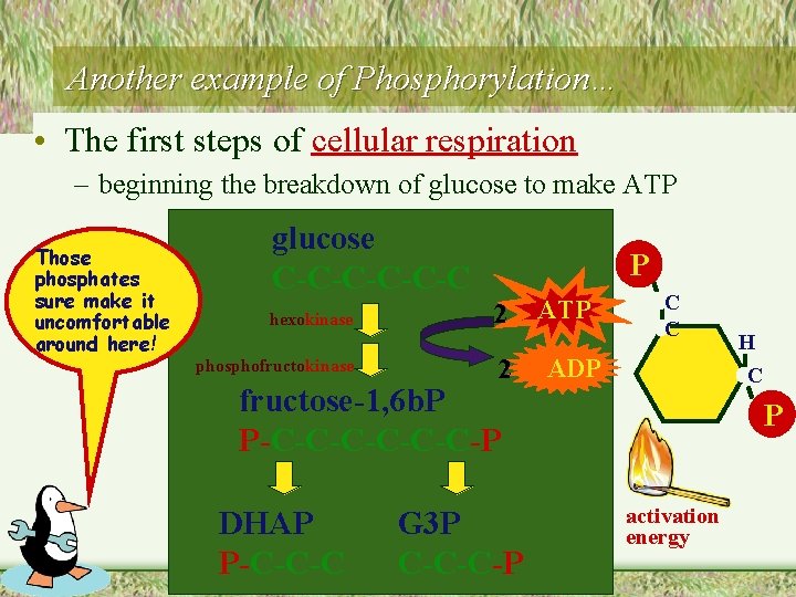 Another example of Phosphorylation… • The first steps of cellular respiration – beginning the