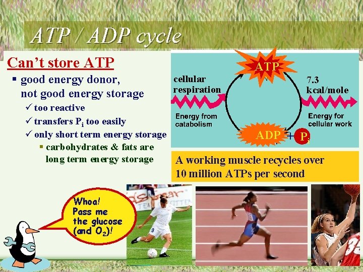 ATP / ADP cycle Can’t store ATP § good energy donor, not good energy