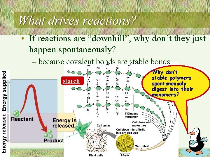 What drives reactions? • If reactions are “downhill”, why don’t they just happen spontaneously?