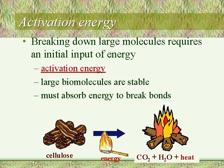 Activation energy • Breaking down large molecules requires an initial input of energy –