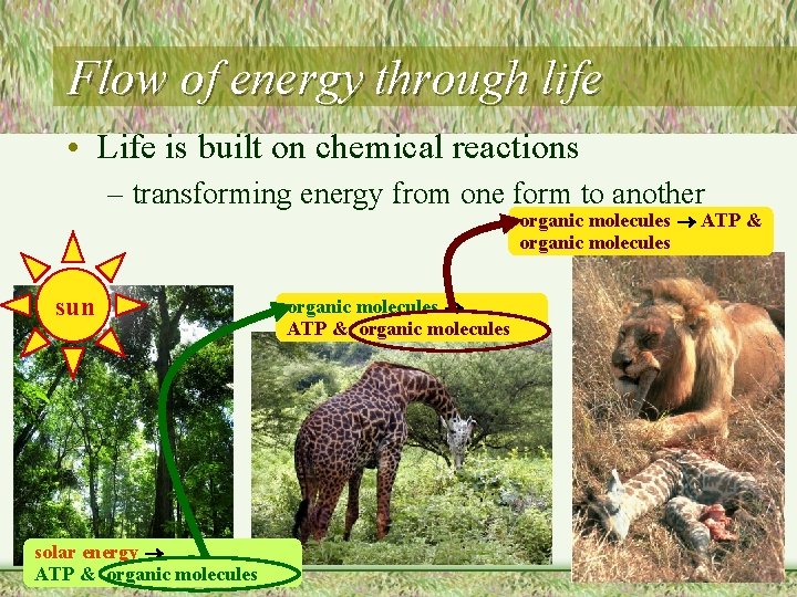 Flow of energy through life • Life is built on chemical reactions – transforming