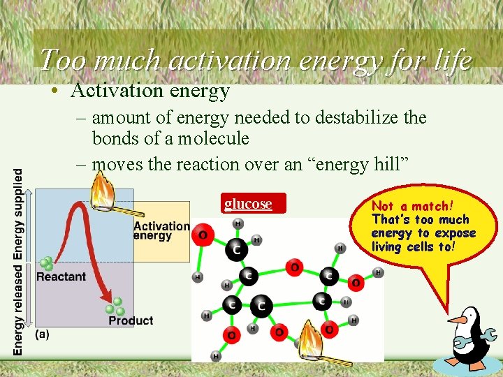 Too much activation energy for life • Activation energy – amount of energy needed
