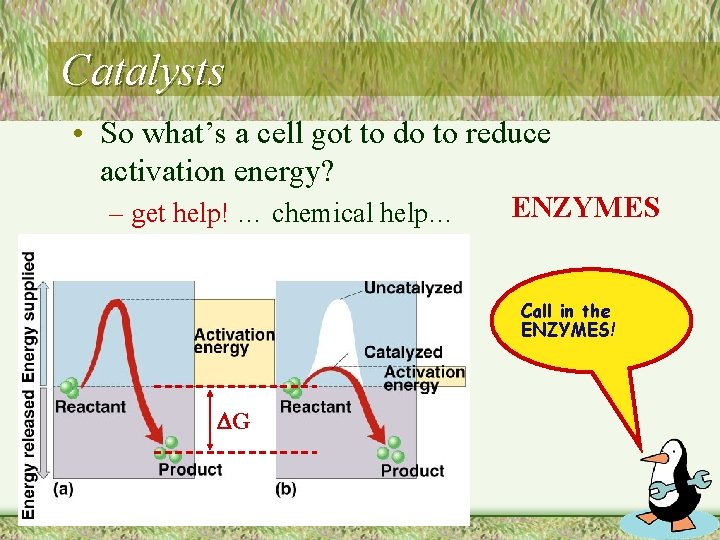 Catalysts • So what’s a cell got to do to reduce activation energy? –