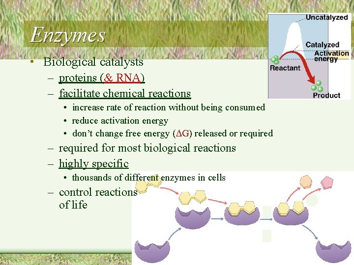 Enzymes • Biological catalysts – proteins (& RNA) – facilitate chemical reactions • increase
