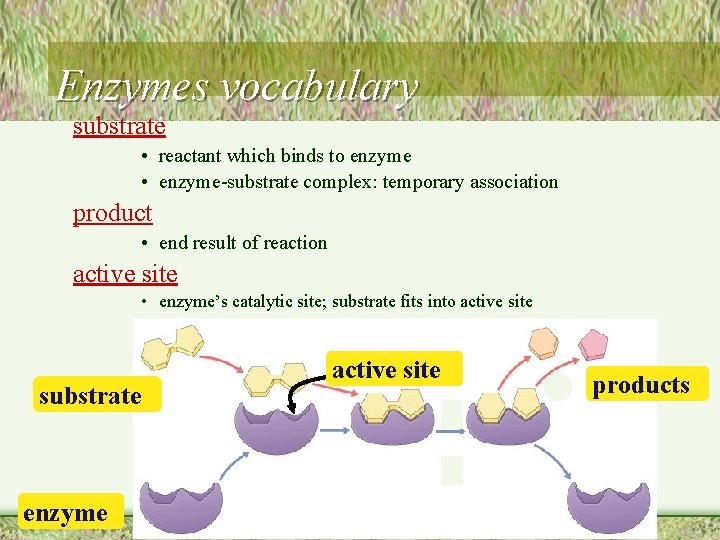 Enzymes vocabulary substrate • reactant which binds to enzyme • enzyme-substrate complex: temporary association