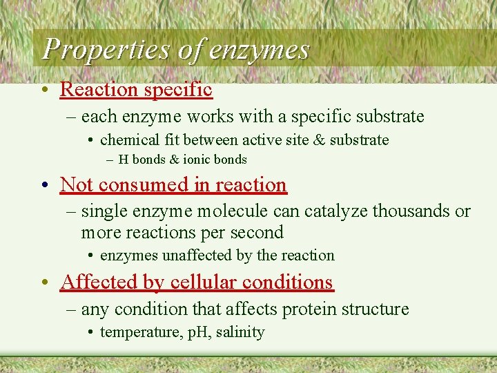 Properties of enzymes • Reaction specific – each enzyme works with a specific substrate
