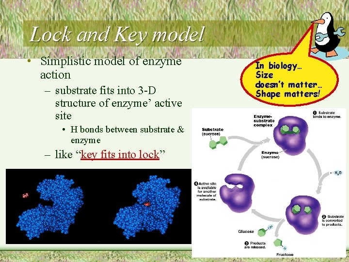 Lock and Key model • Simplistic model of enzyme action – substrate fits into