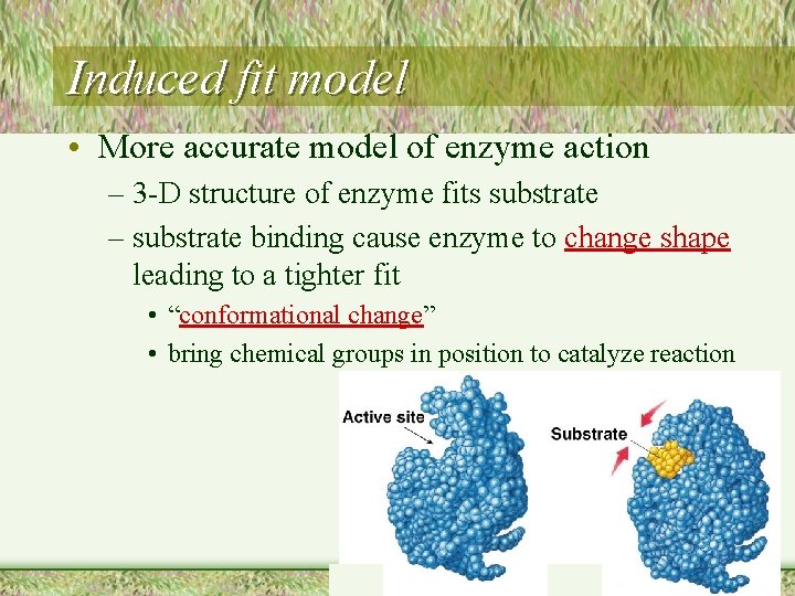 Induced fit model • More accurate model of enzyme action – 3 -D structure