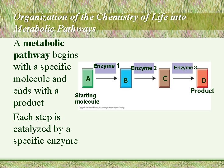 Organization of the Chemistry of Life into Metabolic Pathways A metabolic pathway begins Enzyme